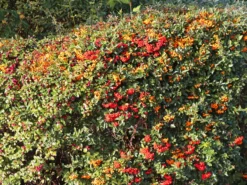 Feuerdorn 'Red Cushion' -Deutschland Garten Funk Verkaufs-Shop feuerdorn red cushion m063187 w 1