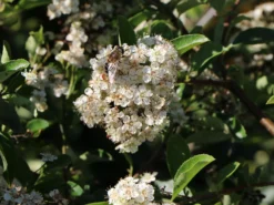 Feuerdorn 'Red Cushion' -Deutschland Garten Funk Verkaufs-Shop feuerdorn red cushion m063187 w 2
