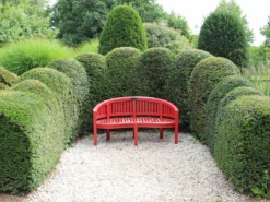 Becher-Eibe 'Hicksii' -Deutschland Garten Funk Verkaufs-Shop fruchtende becher eibe hicksii m053975 w 0