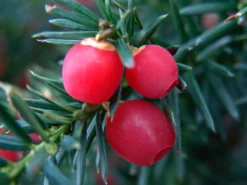 Becher-Eibe 'Hicksii' -Deutschland Garten Funk Verkaufs-Shop fruchtende bechereibe hicksii m053975 w 0