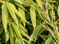 Gartenbambus 'Leasch' ® (S) -Deutschland Garten Funk Verkaufs-Shop gartenbambus leasch s m092477 w 0