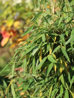 Gartenbambus 'Leasch' ® (S) -Deutschland Garten Funk Verkaufs-Shop gartenbambus leasch s m092477 w 3