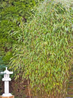 Gartenbambus 'Leasch' ® (S) -Deutschland Garten Funk Verkaufs-Shop gartenbambus leasch s m092477 w 4