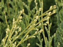 Gartenzypresse 'White Spot' -Deutschland Garten Funk Verkaufs-Shop gartenzypresse white spot m002056 w 1