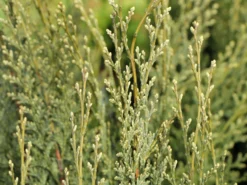 Gartenzypresse 'White Spot' -Deutschland Garten Funk Verkaufs-Shop gartenzypresse white spot m002056 w 2