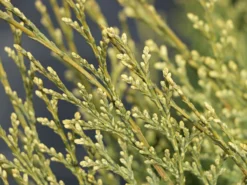 Gartenzypresse 'White Spot' -Deutschland Garten Funk Verkaufs-Shop gartenzypresse white spot m002056 w 3