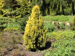 Gelber Zwerg-Lebensbaum 'Aurea Nana' -Deutschland Garten Funk Verkaufs-Shop gelber zwerg lebensbaum aurea nana m065114 w 0