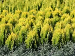 Gelber Zwerg-Lebensbaum 'Aurea Nana' -Deutschland Garten Funk Verkaufs-Shop gelber zwerg lebensbaum aurea nana m065114 w 3