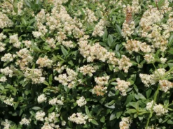 Gemeiner Liguster / Gewöhnlicher Liguster -Deutschland Garten Funk Verkaufs-Shop gemeiner liguster gewoehnlicher liguster m001886 w 0