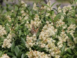 Gemeiner Liguster / Gewöhnlicher Liguster -Deutschland Garten Funk Verkaufs-Shop gemeiner liguster gewoehnlicher liguster m001886 w 1