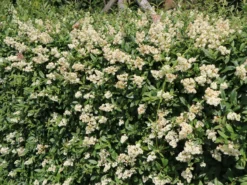 Gemeiner Liguster / Gewöhnlicher Liguster -Deutschland Garten Funk Verkaufs-Shop gemeiner liguster gewoehnlicher liguster m001886 w 2