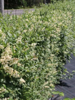 Gemeiner Liguster / Gewöhnlicher Liguster -Deutschland Garten Funk Verkaufs-Shop gemeiner liguster gewoehnlicher liguster m001886 w 3