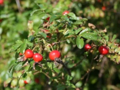 Glanz-Apfelrose / Niedrige Strandrose / Böschungsrose