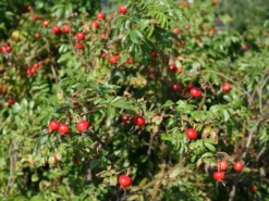 Glanz-Apfelrose / Niedrige Strandrose / Böschungsrose -Deutschland Garten Funk Verkaufs-Shop glanz apfelrose niedrige strandrose boeschungsrose m007918 w 0