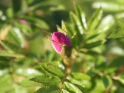 Glanz-Apfelrose / Niedrige Strandrose / Böschungsrose -Deutschland Garten Funk Verkaufs-Shop glanz apfelrose niedrige strandrose boeschungsrose m007918 w 2