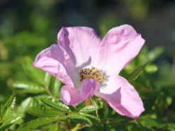 Glanz-Apfelrose / Niedrige Strandrose / Böschungsrose -Deutschland Garten Funk Verkaufs-Shop glanz apfelrose niedrige strandrose boeschungsrose m007918 w 3