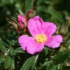 Glanzblättrige Rose