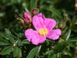 Glanzblättrige Rose