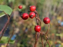 Glanzblättrige Rose -Deutschland Garten Funk Verkaufs-Shop glanzblaettrige rose m000069 w 0