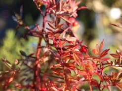 Glanzblättrige Rose -Deutschland Garten Funk Verkaufs-Shop glanzblaettrige rose m000069 w 2