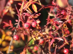 Glanzblättrige Rose -Deutschland Garten Funk Verkaufs-Shop glanzblaettrige rose m000069 w 3