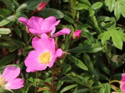 Glanzblättrige Rose -Deutschland Garten Funk Verkaufs-Shop glanzblaettrige rose m000069 w 5