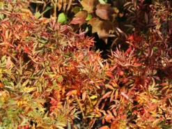 Glanzblättrige Rose -Deutschland Garten Funk Verkaufs-Shop glanzblaettrige rose m000069 w 6