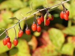 Gojibeere / Gemeiner Bocksdorn / Teufelszwirn 'Big Lifeberry ®'