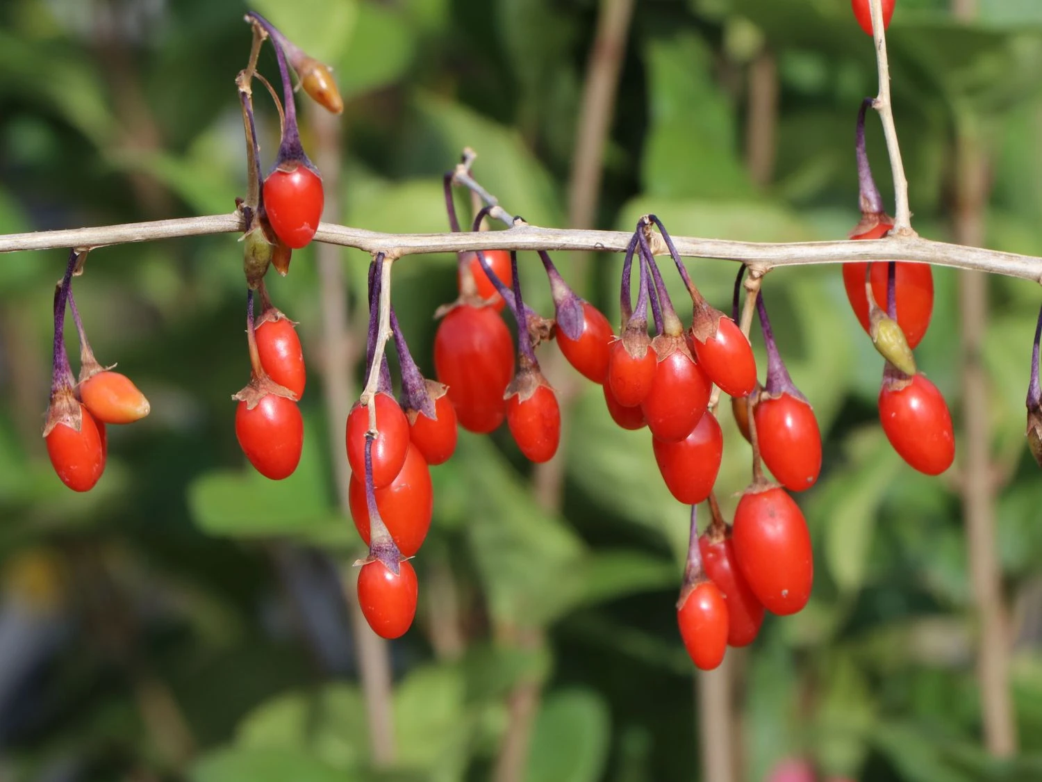Gojibeere / Gemeiner Bocksdorn / Teufelszwirn 2 Gojibeere / Gemeiner Bocksdorn / Teufelszwirn – Bild 2