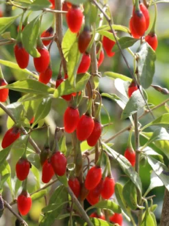 Gojibeere / Gemeiner Bocksdorn / Teufelszwirn 8 Gojibeere / Gemeiner Bocksdorn / Teufelszwirn -Deutschland Garten Funk Verkaufs-Shop gojibeere gemeiner bocksdorn teufelszwirn m043038 w 1