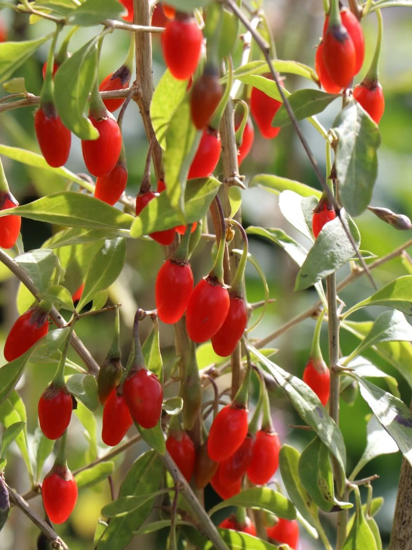 Gojibeere / Gemeiner Bocksdorn / Teufelszwirn 4 Gojibeere / Gemeiner Bocksdorn / Teufelszwirn – Bild 4