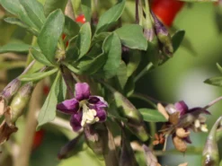 Gojibeere / Gemeiner Bocksdorn / Teufelszwirn 7 Gojibeere / Gemeiner Bocksdorn / Teufelszwirn -Deutschland Garten Funk Verkaufs-Shop gojibeere gemeiner bocksdorn teufelszwirn m043038 w 2