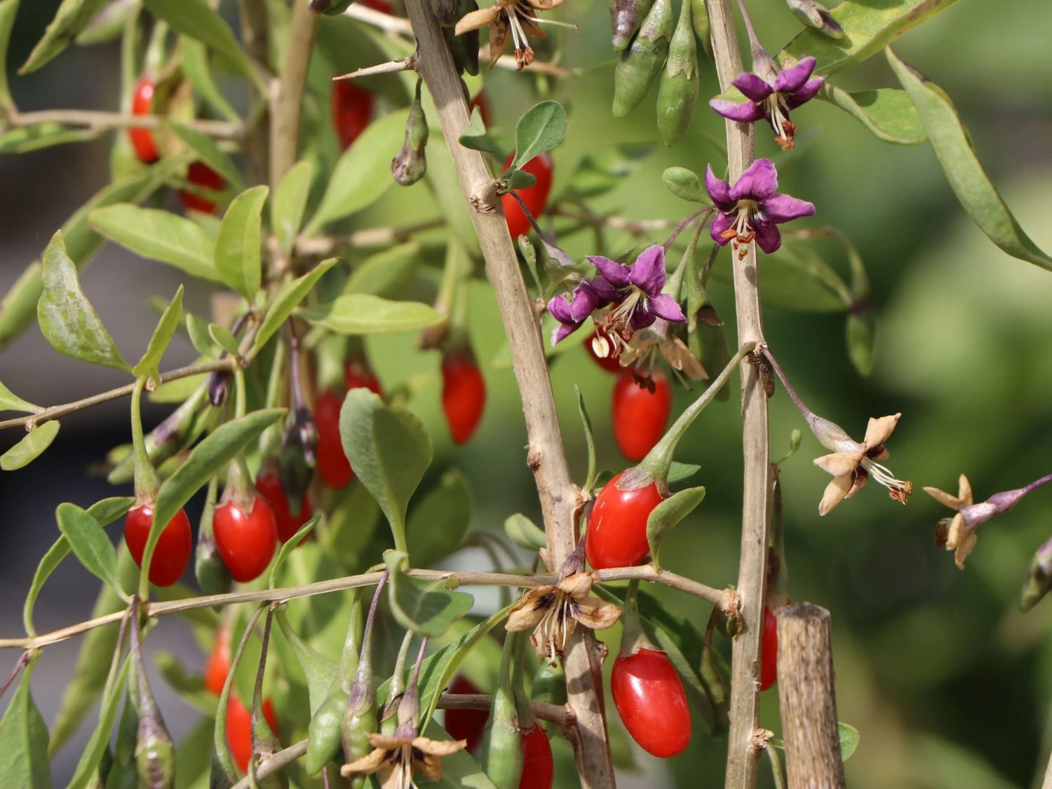 Gojibeere / Gemeiner Bocksdorn / Teufelszwirn 5 Gojibeere / Gemeiner Bocksdorn / Teufelszwirn – Bild 5