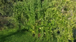 Gojibeere / Gemeiner Bocksdorn / Teufelszwirn 'No. 1 Lifeberry ®' -Deutschland Garten Funk Verkaufs-Shop gojibeere gemeiner bocksdorn teufelszwirn no 1 lifeberry m072837 997396 0