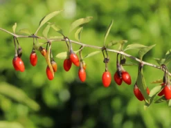 Gojibeere / Gemeiner Bocksdorn / Teufelszwirn 'Sweet Lifeberry ®' -Deutschland Garten Funk Verkaufs-Shop gojibeere gemeiner bocksdorn teufelszwirn sweet lifeberry m054455 w 1