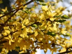 Goldglöckchen / Forsythie -Deutschland Garten Funk Verkaufs-Shop goldgloeckchen forsythie m001996 w 2