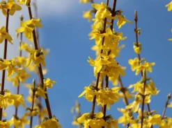 Goldglöckchen / Forsythie -Deutschland Garten Funk Verkaufs-Shop goldgloeckchen forsythie m001996 w 6