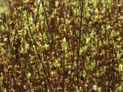 Goldglöckchen / Forsythie -Deutschland Garten Funk Verkaufs-Shop goldgloeckchen forsythie m001996 w 7