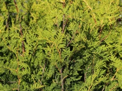 Goldspitzen Lebensbaum 'Aurescens' -Deutschland Garten Funk Verkaufs-Shop goldspitzen lebensbaum aurescens m002450 w 0