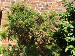 Granatapfel -Deutschland Garten Funk Verkaufs-Shop granatapfel m123349 w 0