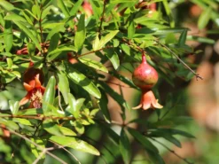 Granatapfel -Deutschland Garten Funk Verkaufs-Shop granatapfel m123349 w 2