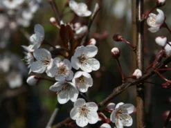 Großfrüchtige / Essbare Blutpflaume 'Trailblazer' / 'Hollywood' -Deutschland Garten Funk Verkaufs-Shop grossfruechtige essbare blutpflaume hollywood m000044 w 3
