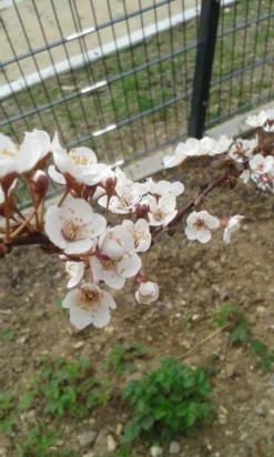 Großfrüchtige / Essbare Blutpflaume 'Trailblazer' / 'Hollywood' -Deutschland Garten Funk Verkaufs-Shop grossfruechtige essbare blutpflaume trailblazer hollywood m000044 193676 0