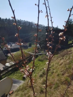 Großfrüchtige / Essbare Blutpflaume 'Trailblazer' / 'Hollywood' -Deutschland Garten Funk Verkaufs-Shop grossfruechtige essbare blutpflaume trailblazer hollywood m000044 193676 1