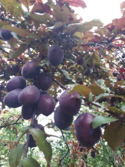 Großfrüchtige / Essbare Blutpflaume 'Trailblazer' / 'Hollywood' -Deutschland Garten Funk Verkaufs-Shop grossfruechtige essbare blutpflaume trailblazer hollywood m000044 193676 2