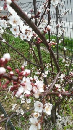 Großfrüchtige / Essbare Blutpflaume 'Trailblazer' / 'Hollywood' -Deutschland Garten Funk Verkaufs-Shop grossfruechtige essbare blutpflaume trailblazer hollywood m000044 672480 1