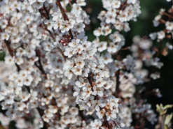 Großfrüchtige / Essbare Blutpflaume 'Trailblazer' / 'Hollywood'