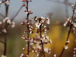 Großfrüchtige / Essbare Blutpflaume 'Trailblazer' / 'Hollywood' -Deutschland Garten Funk Verkaufs-Shop grossfruechtige essbare blutpflaume trailblazer hollywood m000044 w 0