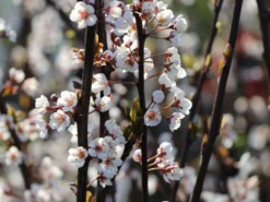 Großfrüchtige / Essbare Blutpflaume 'Trailblazer' / 'Hollywood' -Deutschland Garten Funk Verkaufs-Shop grossfruechtige essbare blutpflaume trailblazer hollywood m000044 w 1