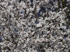 Großfrüchtige / Essbare Blutpflaume 'Trailblazer' / 'Hollywood' -Deutschland Garten Funk Verkaufs-Shop grossfruechtige essbare blutpflaume trailblazer hollywood m000044 w 2